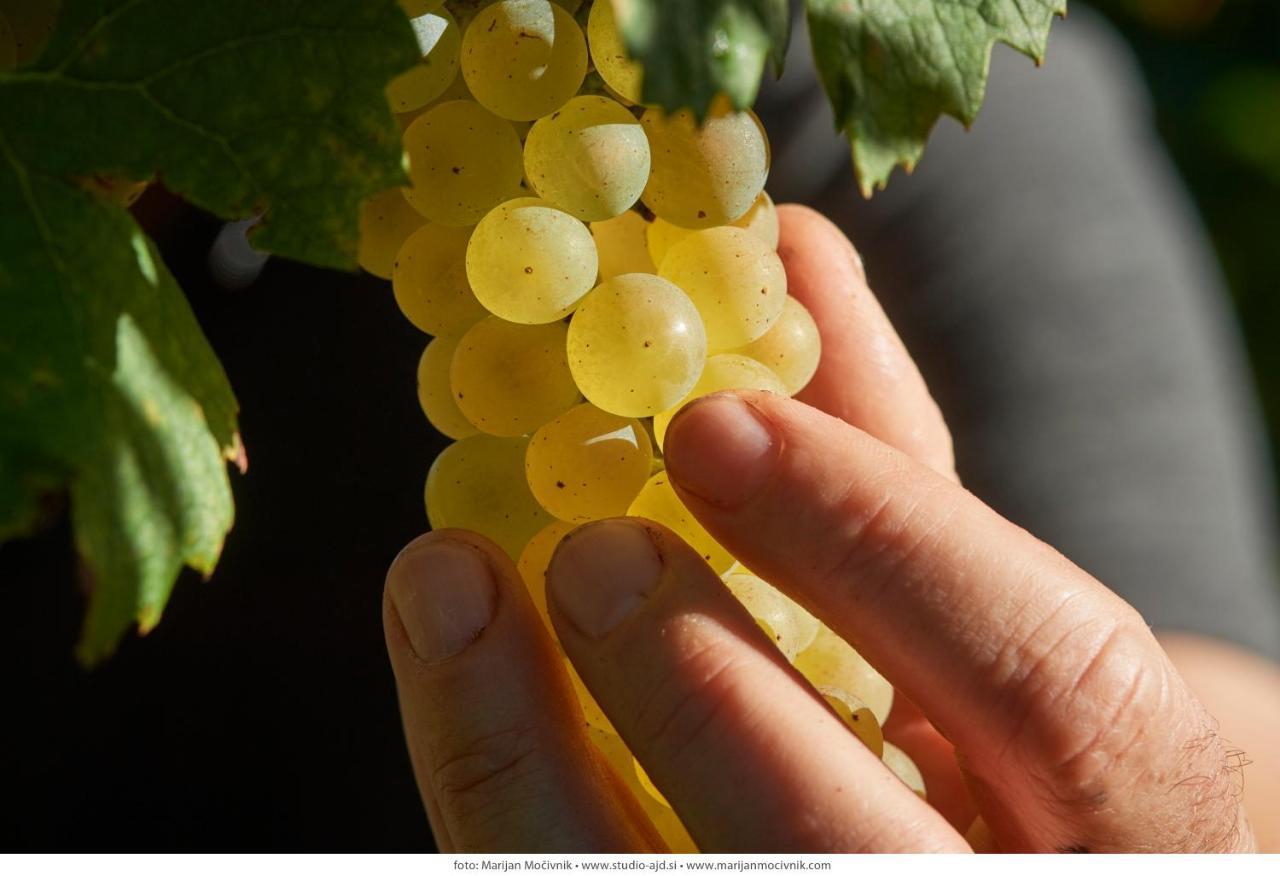 Wine Grower'S Mansion Zlati Gric Διαμέρισμα Slovenske Konjice Εξωτερικό φωτογραφία